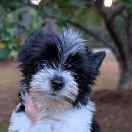 Bandit - Parti male Yorkshire Terrier puppy in Gaylesville, Alabama from Sweet Alabama Yorkies