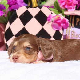 Penny - Chocolate and cream female Dachshund puppy in Woodbine, Georgia from Walker's Minidachs