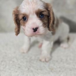 Thumper - Blenheim male Cavalier King Charles Spaniel puppy in Decatur, Illinois from Petite Pups