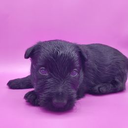 Mayland - Black female Scottish Terrier puppy in Crossville, Tennessee from Cavern Kennels