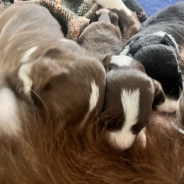 Border Collies from Border Agility
