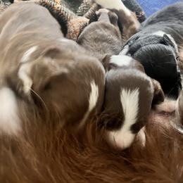 Border Collies from Border Agility