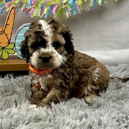Joey - Brown white and tan male Cockapoo puppy in Lancaster, Missouri from Cavapoo Acres