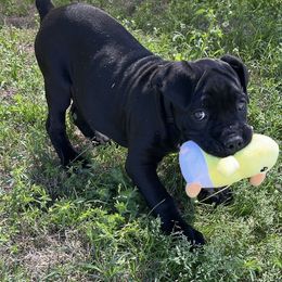 Cane Corso Puppies from Venom Cane Corsos