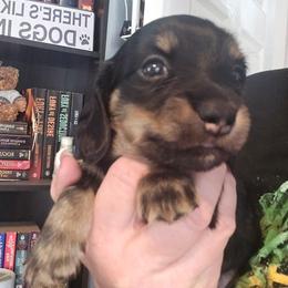 Black  tan - Black and cream male Dachshund puppy in Port Charlotte, Florida from Vicki's Dachshund Crossing
