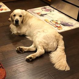 Golden Retriever Puppies from West Coast Cream Goldens