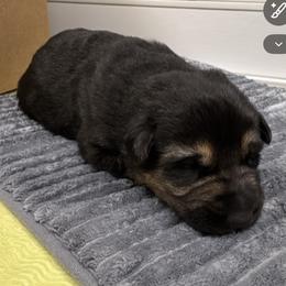 Bodie - Black and red male German Shepherd puppy in Charlottesville, Virginia from AB_Elite_GSD