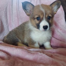 "Beautiful girl available. Dm Carrier" American Corgi and Pembroke Welsh Corgi Puppies from Sarah Gugeler