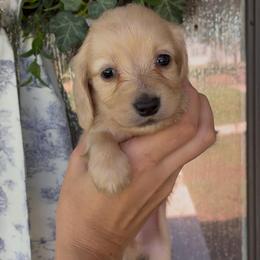 Sven - Cream male Dachshund puppy in Nacogdoches, Texas from Heavenly Dachshunds