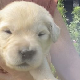 Poppy - Golden Retriever puppy from Little House on the Farmie
