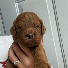 Black Collar - Red  male Goldendoodle puppy in Winchester, Tennessee from Mahaffey’s Doodles