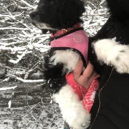 Goldendoodle, Golden Retriever, and Sheepadoodle Puppies from Guppy Puppies
