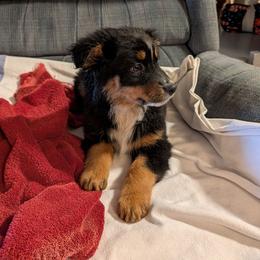 Squire - Black tri-color male Australian Shepherd puppy in Cherry Grove, Oregon from TLC Dream and Pureland Australian Shepherds