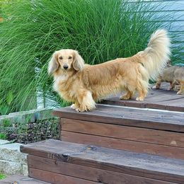 Dachshund Puppies from BleuBayou Dachshunds