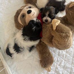 Havanese Puppies from Magee Havanese