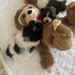 Havanese Puppies from Magee Havanese