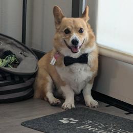 Crouton - Red male Pembroke Welsh Corgi puppy in Acampo, California from Rees Corgis