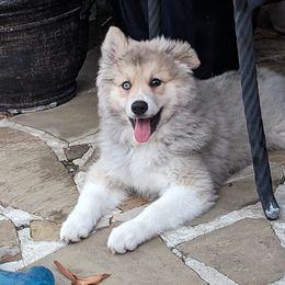 Jaguar "Jag" - Gray and white Pomsky puppy in Allen, Texas from Arctic Cream Fluff Pomsky