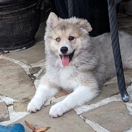 Jaguar "Jag" - Gray and white Pomsky puppy in Allen, Texas from Arctic Cream Fluff Pomsky