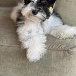Neo - Miniature Schnauzer