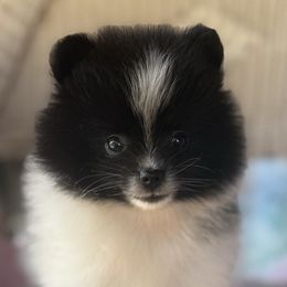 Sonny - Black parti male Pomeranian puppy in Coleman, Oklahoma from Pretty Poms
