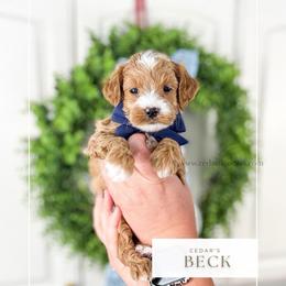 B E C K - Red  male Goldendoodle puppy in Cedar City, Utah from Cedar Doodles- Home of the Teddybear Goldendoodle