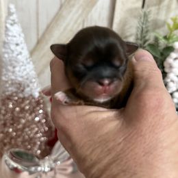 Scarlett - Tricolor female Shih Tzu puppy in Glens Falls, New York from Shih Tzus N Giggles