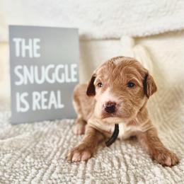 Stetson - Cream male Labradoodle puppy in Elizabeth City, North Carolina from Howdy Doodles