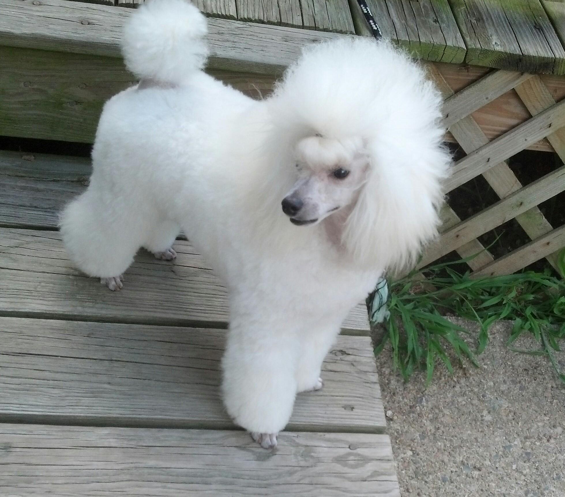 Simmetry Toy Poodles in Massachusetts Poodle puppies Good Dog
