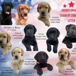 General Green - Yellow male Labrador Retriever puppy in Eaton Rapids, Michigan from Higher Ground Labradors