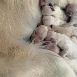 4th pick boy - Light golden male Golden Retriever puppy in Petaluma, California from Contango Goldens