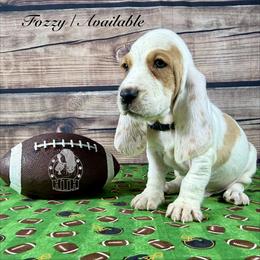 Fozzy - Lemon and white male Basset Hound puppy in Dingess, West Virginia from Tuckers' Howling Hounds