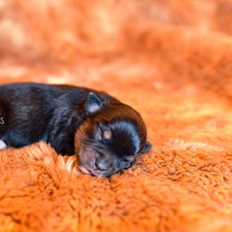 Perdita - Black tri Toy Australian Shepherd puppy in Checotah, Oklahoma from CM Ranch Aussies