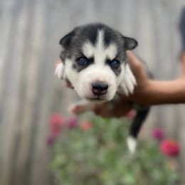 Siberian Husky Puppies from Husky Love and Pups