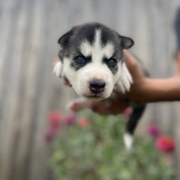 Siberian Husky Puppies from Husky Love and Pups