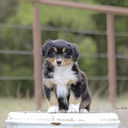 Australian Shepherd Puppies from Broken Arrow Australian Shepherds