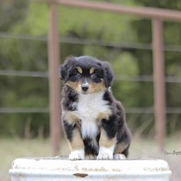 Australian Shepherd Puppies from Broken Arrow Australian Shepherds