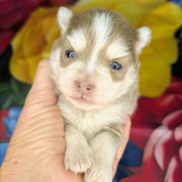 Violet-3200 - Lavender female Pomsky puppy in Spring Hill, Florida from www.PuppyTimeEmporium.com