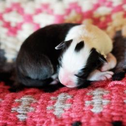 Abigail - Black tri-color female Australian Shepherd puppy in Paola, Kansas from Tiz Ranch