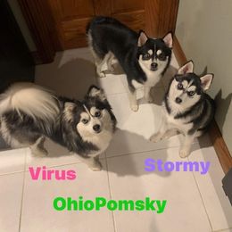 VV - Pomsky