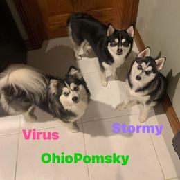 VV - Pomsky