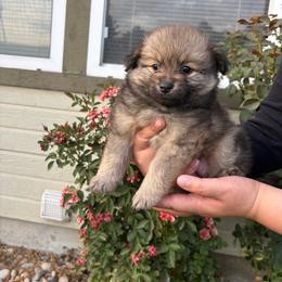 Cielo - Wolf sable female Pomeranian puppy in Fruitland, Idaho from Stephanie Gonzalez