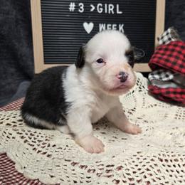 3 white collar girl - Black and tan female Pembroke Welsh Corgi puppy in Harrisburg, Illinois from Parish Corgis