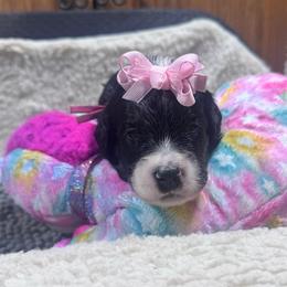 Strawberry - Tri-color female Bernedoodle puppy in Carmichaels, Pennsylvania from JensenBelle Doodles