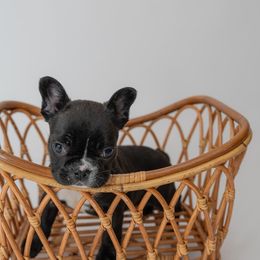 Jake - Black and white French Bulldog puppy in Brandon, Mississippi from Prolific Frenchies Co.