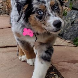 Miniature Australian Shepherds from Warren’s Colorado Mini Aussies