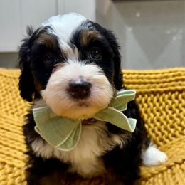 Brownie The Ultra Mini Bernedoodle Tri-Color - Tri-color male Bernedoodle puppy in Herriman, Utah from Rose Canyon Doodles