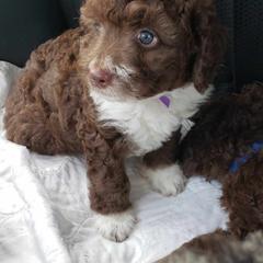 Spanish Water Dog Puppies from The Woolly Dog Ranch