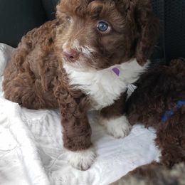 Spanish Water Dog Puppies from The Woolly Dog Ranch