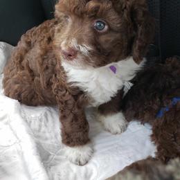 Spanish Water Dog Puppies from The Woolly Dog Ranch
